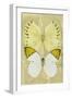 Miss Butterfly Duo Formoia II - Yellow-Philippe Hugonnard-Framed Photographic Print