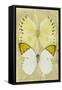 Miss Butterfly Duo Formoia II - Yellow-Philippe Hugonnard-Framed Stretched Canvas