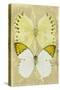 Miss Butterfly Duo Formoia II - Yellow-Philippe Hugonnard-Stretched Canvas