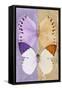 Miss Butterfly Duo Formoia - Mauve & Dark Yellow-Philippe Hugonnard-Framed Stretched Canvas