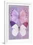 Miss Butterfly Duo Formoia - Mauve & Pink-Philippe Hugonnard-Framed Photographic Print