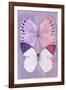 Miss Butterfly Duo Formoia - Mauve & Pink-Philippe Hugonnard-Framed Photographic Print