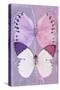 Miss Butterfly Duo Formoia - Mauve & Pink-Philippe Hugonnard-Stretched Canvas