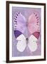 Miss Butterfly Duo Formoia - Mauve & Pink-Philippe Hugonnard-Framed Premium Photographic Print