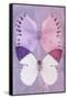 Miss Butterfly Duo Formoia - Mauve & Pink-Philippe Hugonnard-Framed Stretched Canvas