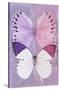 Miss Butterfly Duo Formoia - Mauve & Pink-Philippe Hugonnard-Stretched Canvas