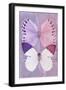 Miss Butterfly Duo Formoia - Mauve & Pink-Philippe Hugonnard-Framed Photographic Print