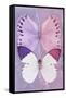 Miss Butterfly Duo Formoia - Mauve & Pink-Philippe Hugonnard-Framed Stretched Canvas