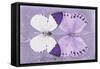 Miss Butterfly Duo Formoia - Mauve-Philippe Hugonnard-Framed Stretched Canvas