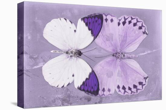 Miss Butterfly Duo Formoia - Mauve-Philippe Hugonnard-Stretched Canvas