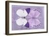 Miss Butterfly Duo Formoia - Mauve-Philippe Hugonnard-Framed Photographic Print