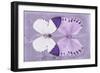 Miss Butterfly Duo Formoia - Mauve-Philippe Hugonnard-Framed Photographic Print