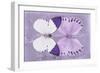 Miss Butterfly Duo Formoia - Mauve-Philippe Hugonnard-Framed Photographic Print