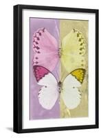 Miss Butterfly Duo Formoia - Pink & Yellow-Philippe Hugonnard-Framed Photographic Print