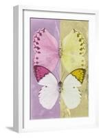 Miss Butterfly Duo Formoia - Pink & Yellow-Philippe Hugonnard-Framed Photographic Print