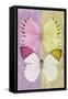 Miss Butterfly Duo Formoia - Pink & Yellow-Philippe Hugonnard-Framed Stretched Canvas