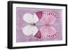 Miss Butterfly Duo Formoia - Pink-Philippe Hugonnard-Framed Photographic Print