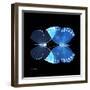 Miss Butterfly Duo Formoia Sq - X-Ray Black Edition-Philippe Hugonnard-Framed Photographic Print