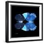 Miss Butterfly Duo Formoia Sq - X-Ray Black Edition-Philippe Hugonnard-Framed Photographic Print