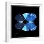 Miss Butterfly Duo Formoia Sq - X-Ray Black Edition-Philippe Hugonnard-Framed Photographic Print