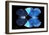 Miss Butterfly Duo Formoia - X-Ray Black Edition-Philippe Hugonnard-Framed Photographic Print