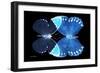 Miss Butterfly Duo Formoia - X-Ray Black Edition-Philippe Hugonnard-Framed Photographic Print