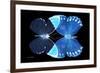 Miss Butterfly Duo Formoia - X-Ray Black Edition-Philippe Hugonnard-Framed Photographic Print