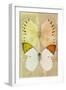 Miss Butterfly Duo Formoia - Yellow & Dark Yellow-Philippe Hugonnard-Framed Photographic Print