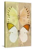 Miss Butterfly Duo Formoia - Yellow & Dark Yellow-Philippe Hugonnard-Stretched Canvas