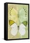 Miss Butterfly Duo Formoia - Yellow & Lime Green-Philippe Hugonnard-Framed Stretched Canvas