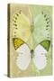 Miss Butterfly Duo Formoia - Yellow & Lime Green-Philippe Hugonnard-Stretched Canvas