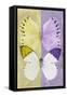 Miss Butterfly Duo Formoia - Yellow & Mauve-Philippe Hugonnard-Framed Stretched Canvas