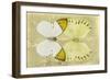 Miss Butterfly Duo Formoia - Yellow-Philippe Hugonnard-Framed Photographic Print