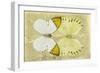 Miss Butterfly Duo Formoia - Yellow-Philippe Hugonnard-Framed Photographic Print