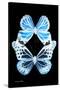 Miss Butterfly Duo Genuswing II - X-Ray Black Edition-Philippe Hugonnard-Stretched Canvas