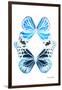 Miss Butterfly Duo Genuswing II - X-Ray White Edition-Philippe Hugonnard-Framed Photographic Print