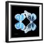 Miss Butterfly Duo Genuswing Sq - X-Ray Black Edition-Philippe Hugonnard-Framed Photographic Print