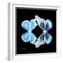 Miss Butterfly Duo Genuswing Sq - X-Ray Black Edition-Philippe Hugonnard-Framed Photographic Print