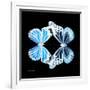 Miss Butterfly Duo Genuswing Sq - X-Ray Black Edition-Philippe Hugonnard-Framed Photographic Print