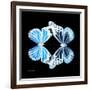 Miss Butterfly Duo Genuswing Sq - X-Ray Black Edition-Philippe Hugonnard-Framed Photographic Print