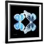 Miss Butterfly Duo Genuswing Sq - X-Ray Black Edition-Philippe Hugonnard-Framed Photographic Print