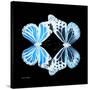 Miss Butterfly Duo Genuswing Sq - X-Ray Black Edition-Philippe Hugonnard-Stretched Canvas