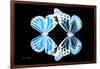 Miss Butterfly Duo Genuswing - X-Ray Black Edition-Philippe Hugonnard-Framed Photographic Print