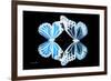 Miss Butterfly Duo Genuswing - X-Ray Black Edition-Philippe Hugonnard-Framed Photographic Print