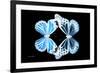 Miss Butterfly Duo Genuswing - X-Ray Black Edition-Philippe Hugonnard-Framed Photographic Print