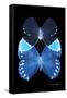 Miss Butterfly Duo Heboformo II - X-Ray Black Edition-Philippe Hugonnard-Framed Stretched Canvas