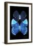 Miss Butterfly Duo Heboformo II - X-Ray Black Edition-Philippe Hugonnard-Framed Photographic Print