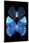 Miss Butterfly Duo Heboformo II - X-Ray Black Edition-Philippe Hugonnard-Mounted Photographic Print