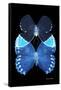 Miss Butterfly Duo Heboformo II - X-Ray Black Edition-Philippe Hugonnard-Framed Stretched Canvas