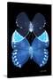 Miss Butterfly Duo Heboformo II - X-Ray Black Edition-Philippe Hugonnard-Stretched Canvas